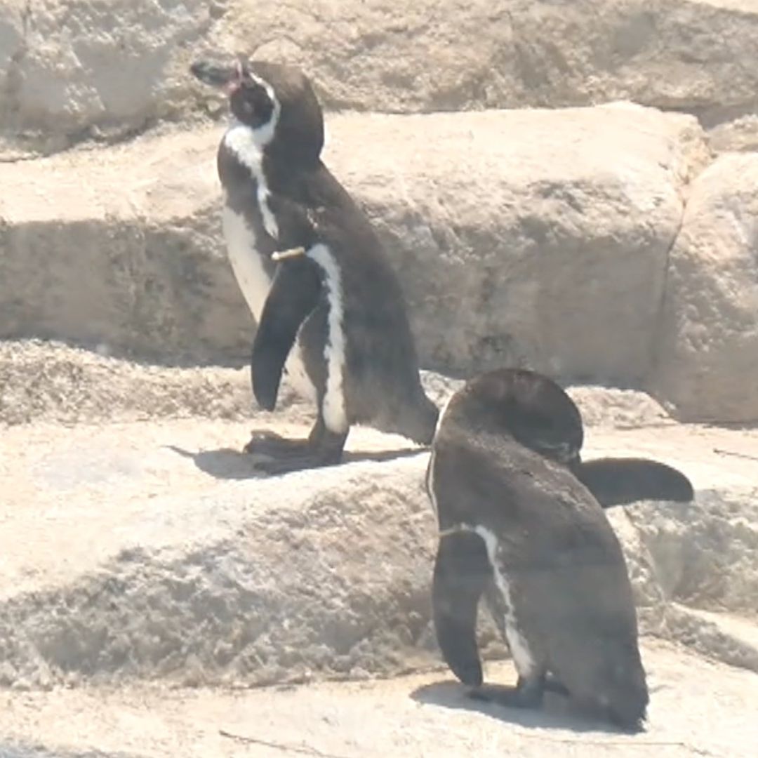 Muere Pingüino de Humboldt Dentro del Parque Zoológico de León.